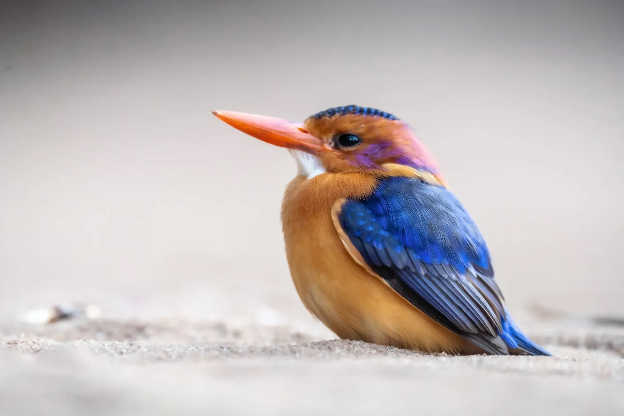 Documentary and wildlife photograph by Maria Mazzillo